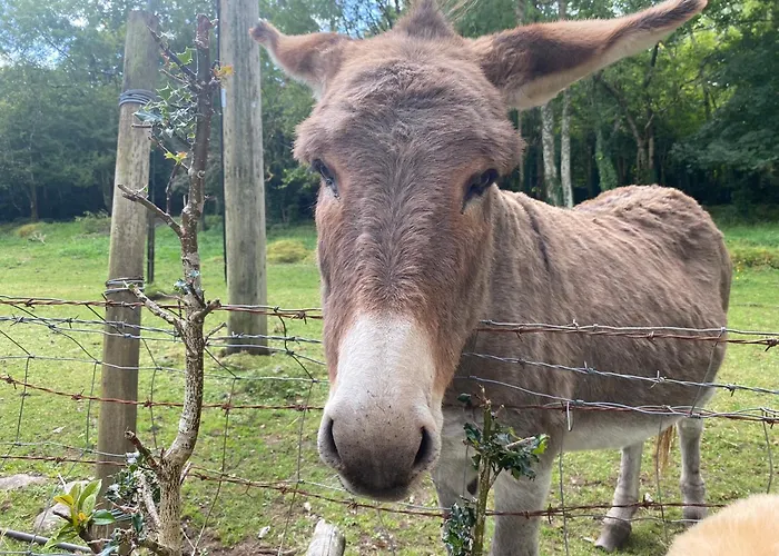 Dom wakacyjny Golfing, Walking, Fishing Rest - Sleeps 8 Galway